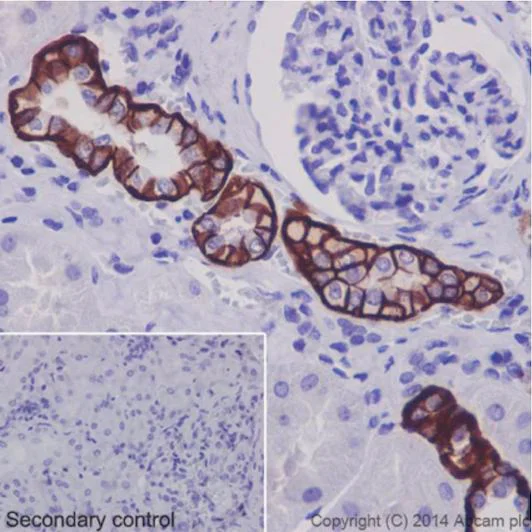 Immunohistochemistry (Formalin/PFA-fixed paraffin-embedded sections) - Anti-BSND antibody [EPR14270] - BSA and Azide free (AB242408)