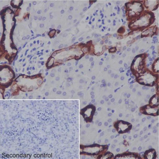 Immunohistochemistry (Formalin/PFA-fixed paraffin-embedded sections) - Anti-BSND antibody [EPR14270] - C-terminal (AB196017)