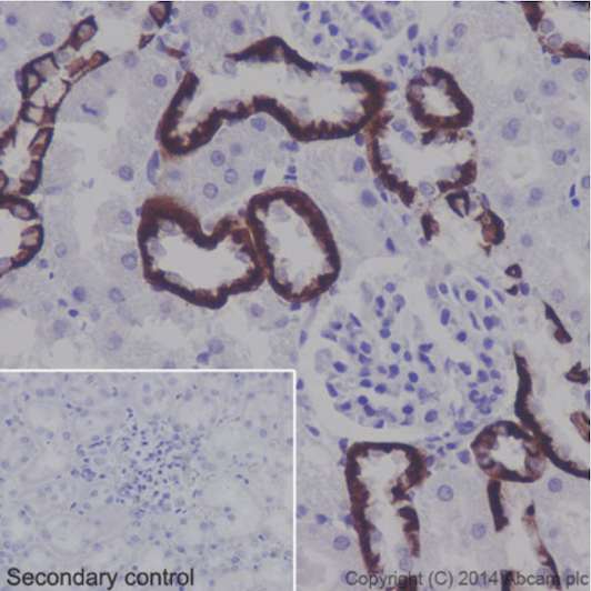 Immunohistochemistry (Formalin/PFA-fixed paraffin-embedded sections) - Anti-BSND antibody [EPR14270] - C-terminal (AB196017)