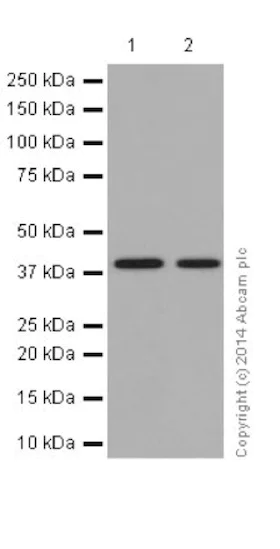 Western blot - Anti-BSND antibody [EPR14270] - C-terminal (AB196017)