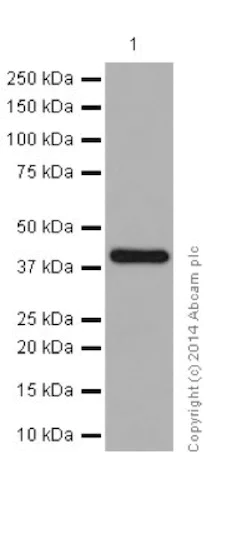 Western blot - Anti-BSND antibody [EPR14270] - C-terminal (AB196017)