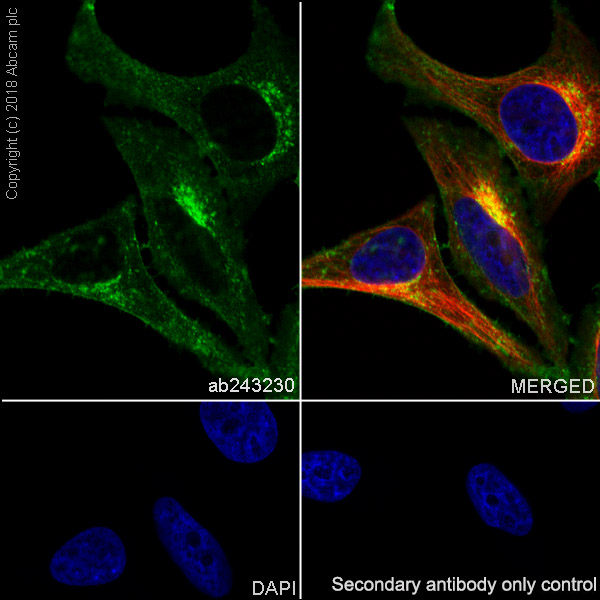 Immunocytochemistry/ Immunofluorescence - Anti-BST2/Tetherin antibody [EPR20202-150] - BSA and Azide free (AB243561)