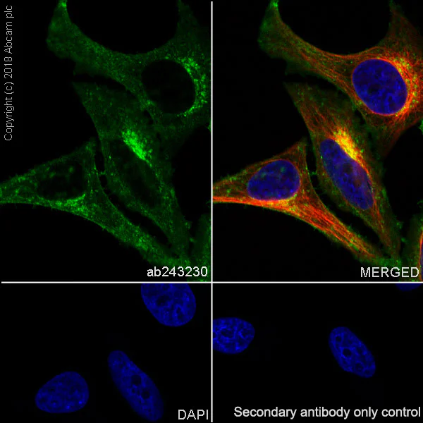 Immunocytochemistry/ Immunofluorescence - Anti-BST2/Tetherin antibody [EPR20202-150] - BSA and Azide free (AB243561)