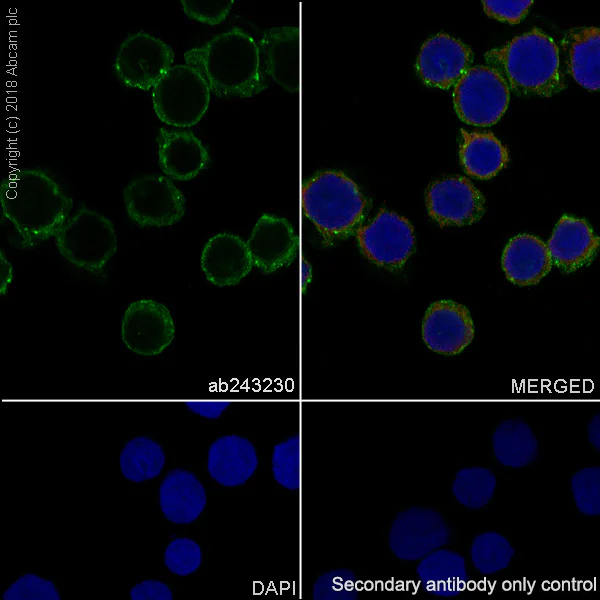 Immunocytochemistry/ Immunofluorescence - Anti-BST2/Tetherin antibody [EPR20202-150] - BSA and Azide free (AB243561)