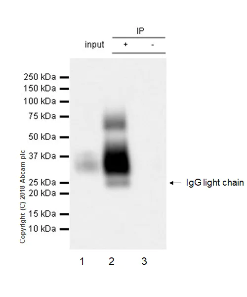 Immunoprecipitation - Anti-BST2/Tetherin antibody [EPR20202-150] - BSA and Azide free (AB243561)