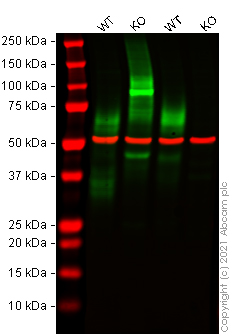 Western blot - Anti-BST2/Tetherin antibody [EPR20202-150] - BSA and Azide free (Capture) (AB242967)