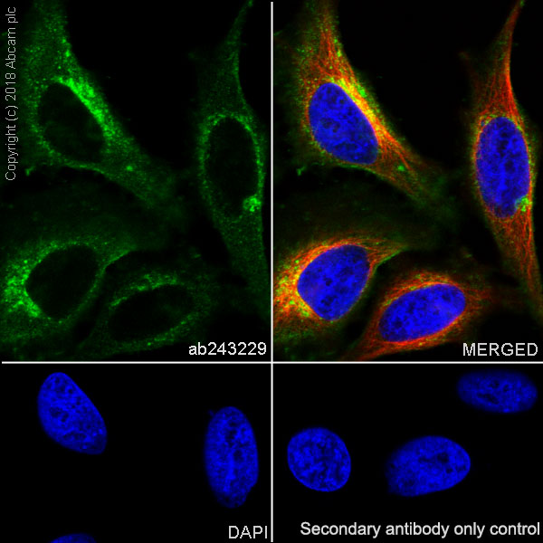 Immunocytochemistry/ Immunofluorescence - Anti-BST2/Tetherin antibody [EPR20202-169] (AB243229), expandable thumbnail