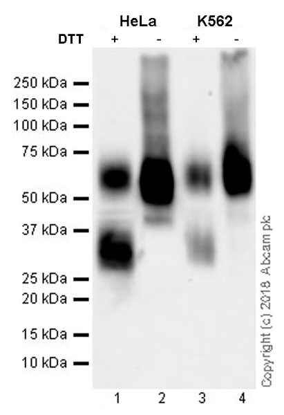 Western blot - Anti-BST2/Tetherin antibody [EPR20202-169] (ab243229), expandable thumbnail