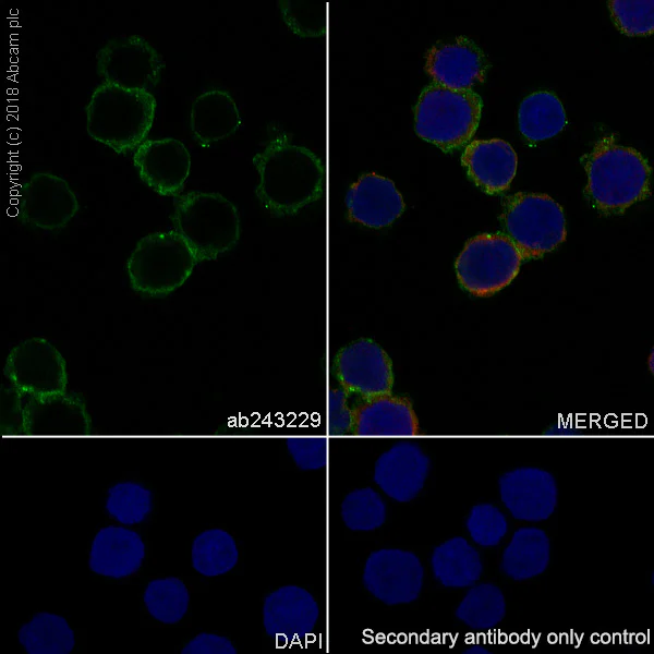 Immunocytochemistry/ Immunofluorescence - Anti-BST2/Tetherin antibody [EPR20202-169] - BSA and Azide free (AB243563)