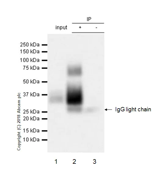 Immunoprecipitation - Anti-BST2/Tetherin antibody [EPR20202-169] - BSA and Azide free (AB243563)