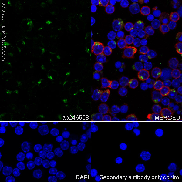 Immunocytochemistry/ Immunofluorescence - Anti-BST2/Tetherin antibody [EPR23597-202] (AB246508), expandable thumbnail