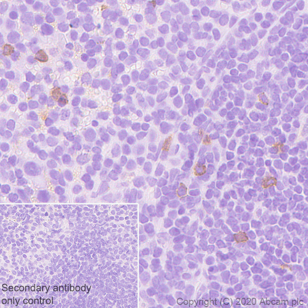 Immunohistochemistry (Formalin/PFA-fixed paraffin-embedded sections) - Anti-BST2/Tetherin antibody [EPR23597-202] (AB246508), expandable thumbnail