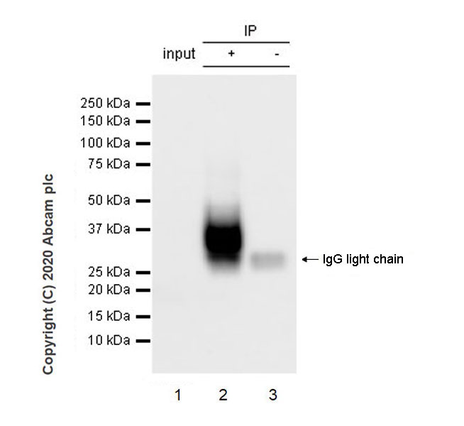Immunoprecipitation - Anti-BST2/Tetherin antibody [EPR23597-202] (AB246508), expandable thumbnail