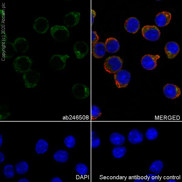 Immunocytochemistry/ Immunofluorescence - Anti-BST2/Tetherin antibody [EPR23597-202] - BSA and Azide free (AB272175)