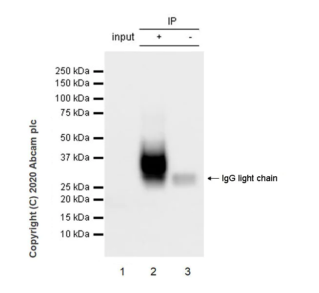 Immunoprecipitation - Anti-BST2/Tetherin antibody [EPR23597-202] - BSA and Azide free (AB272175)
