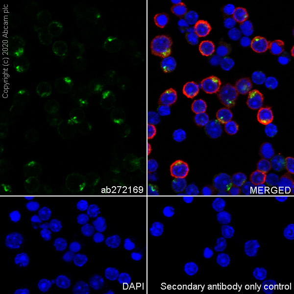 Immunocytochemistry/ Immunofluorescence - Anti-BST2/Tetherin antibody [EPR23597-266] (AB272169)