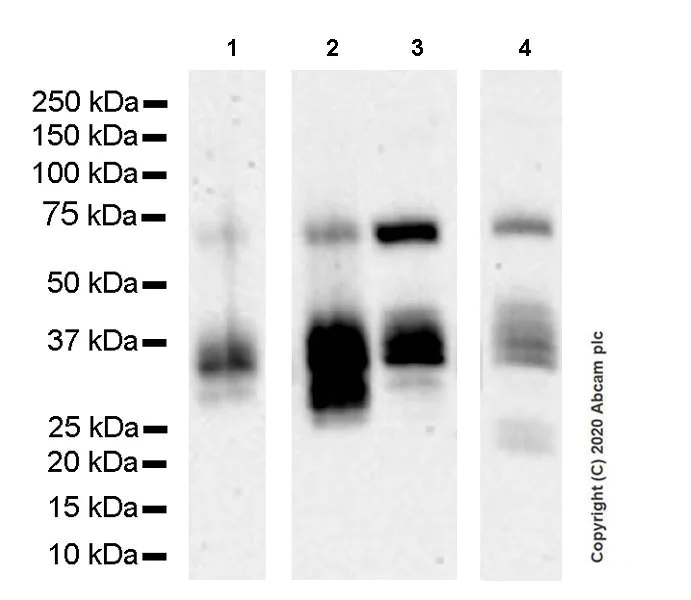 Western blot - Anti-BST2/Tetherin antibody [EPR23597-266] (AB272169)