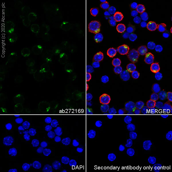 Immunocytochemistry/ Immunofluorescence - Anti-BST2/Tetherin antibody [EPR23597-266] - BSA and Azide free (AB272176)