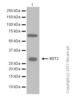 Western blot - Anti-BST2/Tetherin antibody [EPR5648] (AB134061)