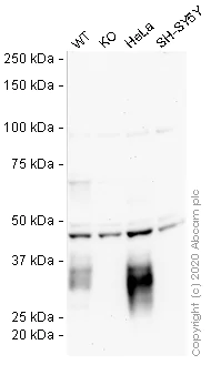 Western blot - Anti-BST2/Tetherin antibody [EPR5648] - BSA and Azide free (AB232454)