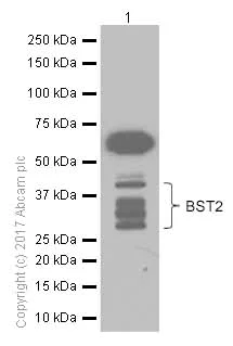 Western blot - Anti-BST2/Tetherin antibody [EPR5648] - BSA and Azide free (AB232454)