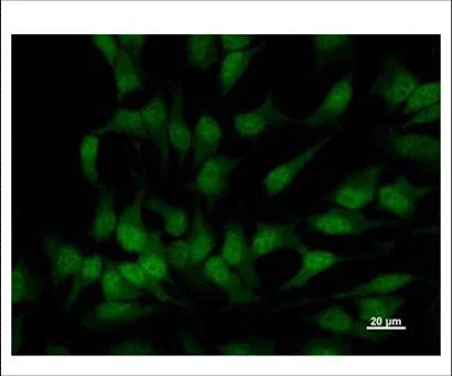 Immunocytochemistry - Anti-BTAF1 antibody [BTA3D61] (AB50990)