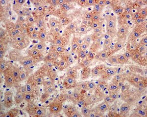 Immunohistochemistry (Formalin/PFA-fixed paraffin-embedded sections) - Anti-BTBD17 antibody [EPR9593(B)] - BSA and Azide free (AB248854)