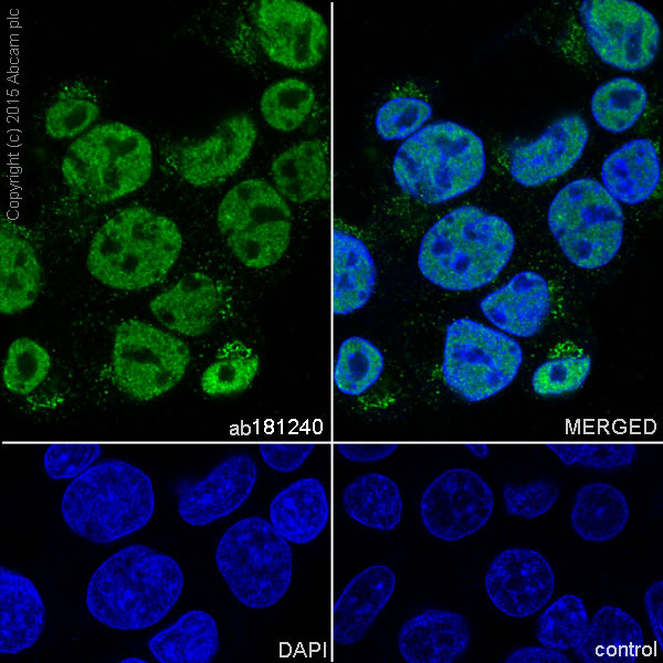 Immunocytochemistry/ Immunofluorescence - Anti-BTF antibody [EPR9980(2)] (ab181240), expandable thumbnail