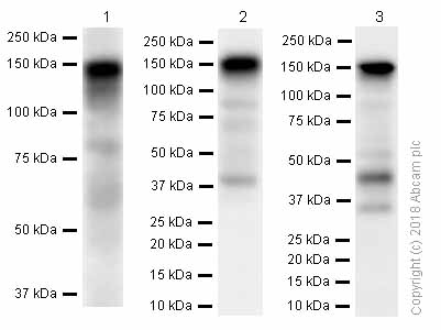 Western blot - Anti-BTF antibody [EPR9980(2)] (AB181240), expandable thumbnail