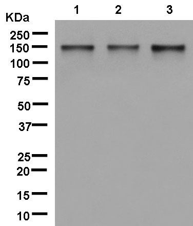 Western blot - Anti-BTF antibody [EPR9980(2)] (ab181240), expandable thumbnail