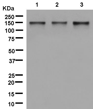 Western blot - Anti-BTF antibody [EPR9980(2)] (AB181240)