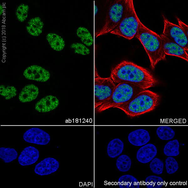 Immunocytochemistry/ Immunofluorescence - Anti-BTF antibody [EPR9980(2)] - BSA and Azide free (AB236159)