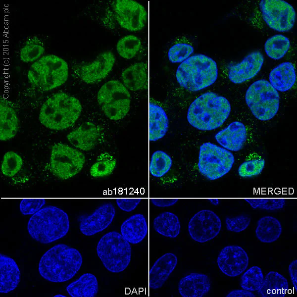 Immunocytochemistry/ Immunofluorescence - Anti-BTF antibody [EPR9980(2)] - BSA and Azide free (AB236159)