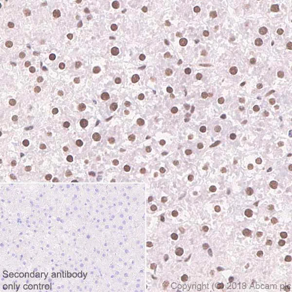 Immunohistochemistry (Formalin/PFA-fixed paraffin-embedded sections) - Anti-BTF antibody [EPR9980(2)] - BSA and Azide free (AB236159)