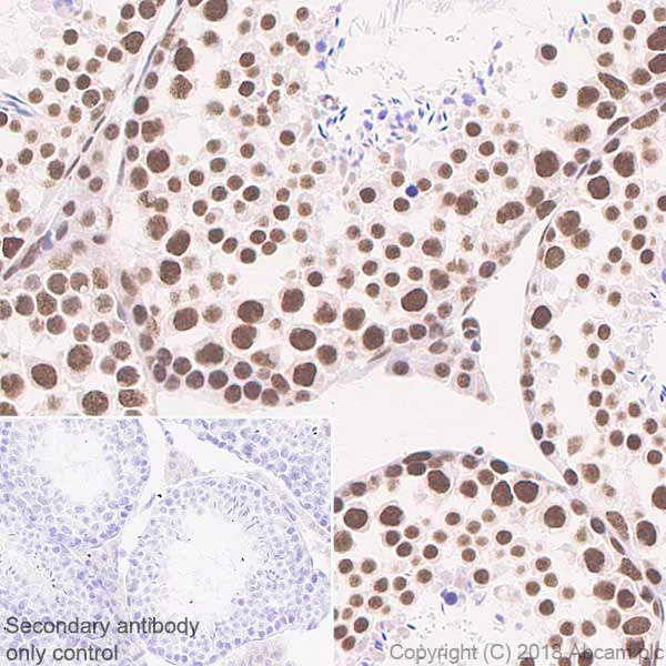 Immunohistochemistry (Formalin/PFA-fixed paraffin-embedded sections) - Anti-BTF antibody [EPR9980(2)] - BSA and Azide free (AB236159)