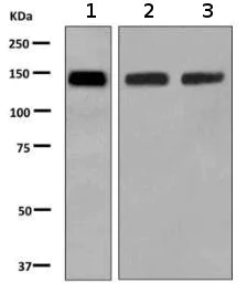 Western blot - Anti-BTF antibody [EPR9981] - BSA and Azide free (AB249218)