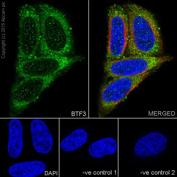 Immunocytochemistry/ Immunofluorescence - Anti-BTF3 antibody [EPR16495] (AB203517)