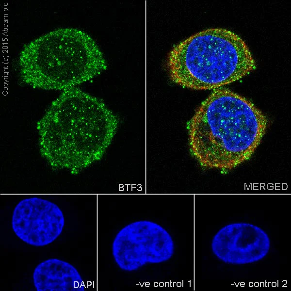 Immunocytochemistry/ Immunofluorescence - Anti-BTF3 antibody [EPR16495] (AB203517)