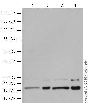 Anti-BTF3 antibody [EPR16495]