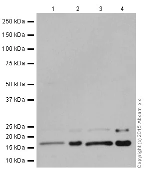 Western blot - Anti-BTF3 antibody [EPR16495] (AB203517)