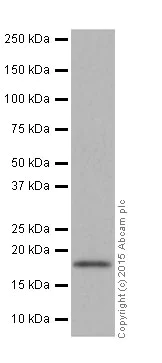 Western blot - Anti-BTF3 antibody [EPR16495] (AB203517)