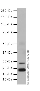 Western blot - Anti-BTF3 antibody [EPR16495] (AB203517)