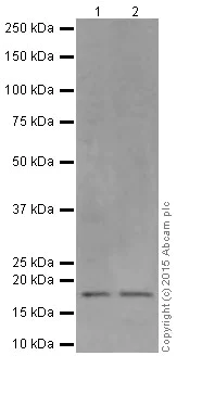 Western blot - Anti-BTF3 antibody [EPR16495] (AB203517)