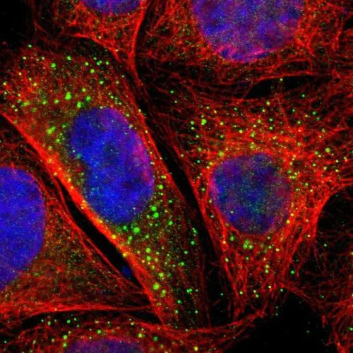 Immunocytochemistry/ Immunofluorescence - Anti-BTG2/PC3 antibody (AB244260)
