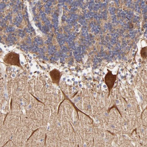 Immunohistochemistry (Formalin/PFA-fixed paraffin-embedded sections) - Anti-BTG2/PC3 antibody (AB244260)