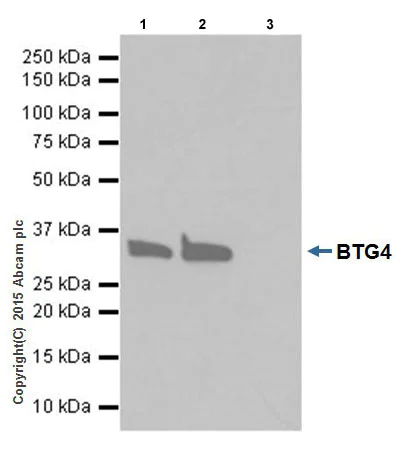 Immunoprecipitation - Anti-BTG4 antibody [EPRZJU-21] (AB206914)