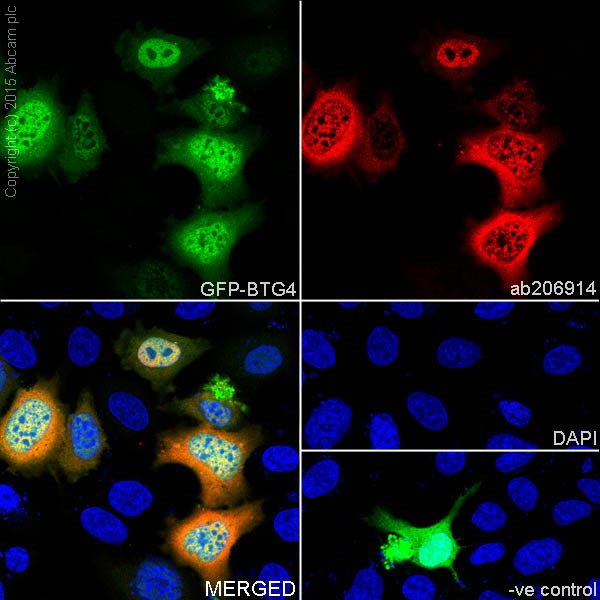 Immunocytochemistry/ Immunofluorescence - Anti-BTG4 antibody [EPRZJU-21] - BSA and Azide free (AB251461)