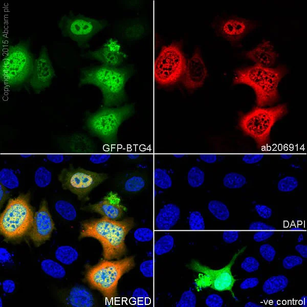 Immunocytochemistry/ Immunofluorescence - Anti-BTG4 antibody [EPRZJU-21] - BSA and Azide free (AB251461)