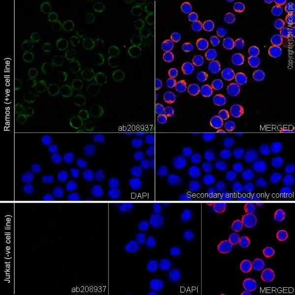Immunocytochemistry/ Immunofluorescence - Anti-BTK antibody [EPR20445] - BSA and Azide free (AB227812)