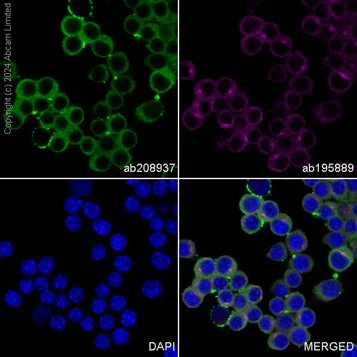 Immunocytochemistry/ Immunofluorescence - Anti-BTK antibody [EPR20445] - BSA and Azide free (AB227812)